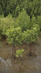 ranks of mangrove trees from small to large grow well.