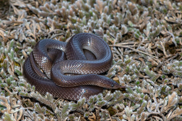 Common Wolf Snake (Lycophidion capense)