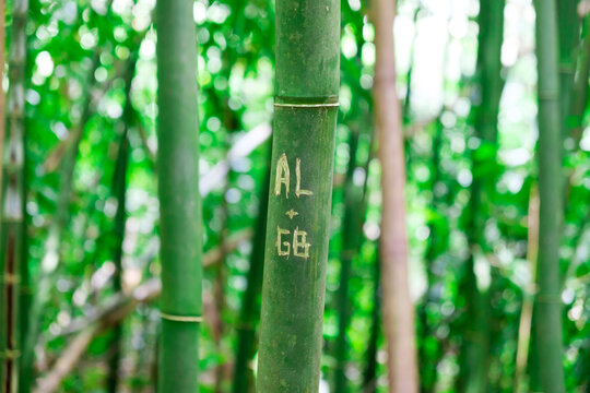 Initials and names carved in bamboo trees