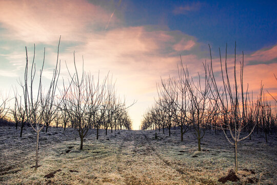 Orchard in early morning