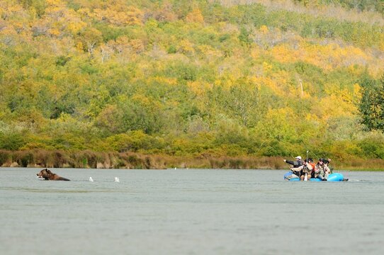 People fly fishing and bear in river in Katmai National Park, Alaska