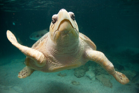 A Sea Turtle In The Aquarium.