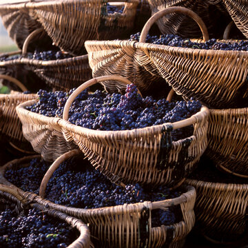 Baskets filled with Pinot Noir grapes in Burgundy, France.