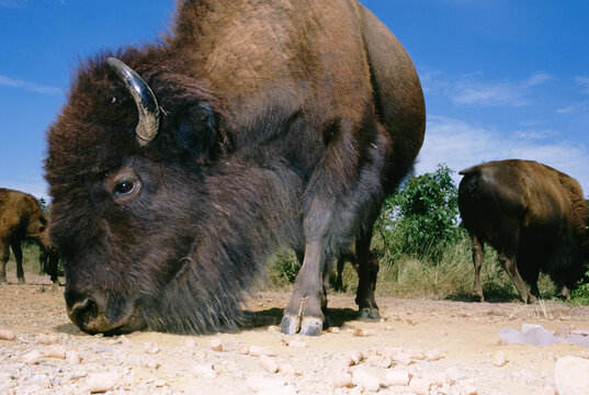 Close-up, wideangle view of an American Buffalo (Bison) in Kansas.
