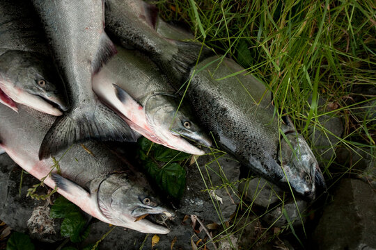 Coho Salmon caught by fisherman on the banks of the Klamath River.