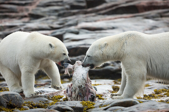 Polar Bears Feeding on Harbour Islands, Hudson Bay, Nunavut, Canada