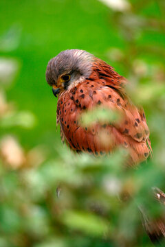 kestrel- falco tinnunculus. hawk