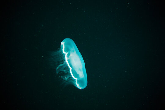 A jelly fish glows blue in dark water at the Markham and Schoolhouse wrecks off Wrightsville Beach.