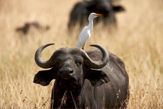 Masai Mara, Kenya, Africa