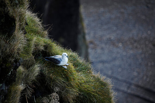 A Fulmar resting on the cliffs