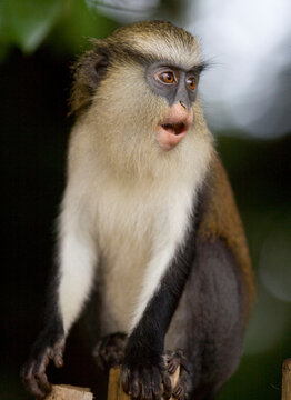 Mona Monkeys in Ghana