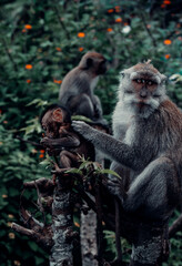 Long-Tailed Macaque Monkey Grooming Baby in Bali, Indonesia