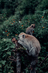 Long-Tailed Macaque Mother, Grooming baby in Bali, Indonesia