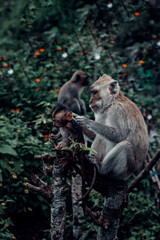Long-Tailed Macaque Monkey, Mother Grooms Baby, in Bali, Indonesia
