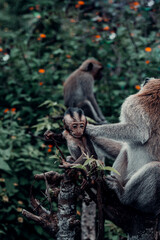 Long-Tailed Macaque Monkey, Mother and Baby, in Bali, Indonesia