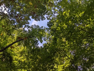 trees and sky in a forest