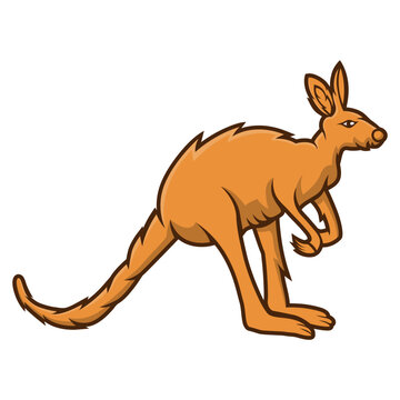 kangaroo cartoon animal illustration