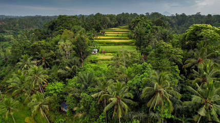 Aerial Birds Eye View Drone Capture of Famous Rice Terrace in Bali, Indonesia, Long Field