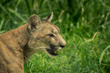 puma