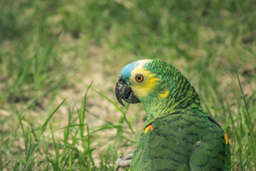 talking parrot