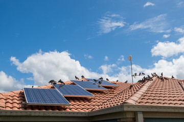 Solar panels on the roof of a house covered with pigeon droppings and roosting pigeons