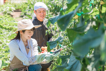 畑で野菜・ミニトマトを収穫する農家・生産者の女性・男性・夫婦（アジア人・日本人・中国人）