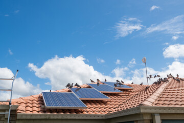Solar panels on the roof of a house covered with pigeon droppings and roosting pigeons