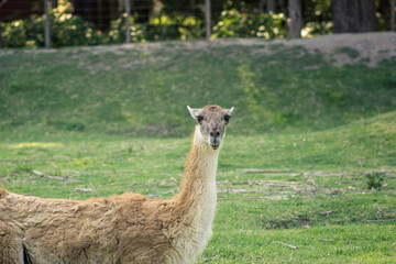 guanaco in a zoo