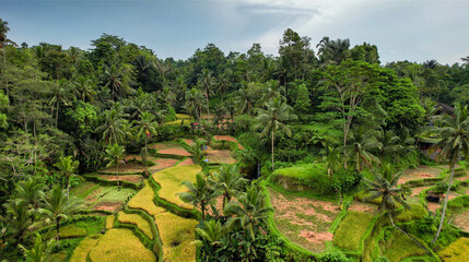 Fototapeta na wymiar Magnificent Aerial of Instagram Famous Destination, Tegalalang Rice Terraces