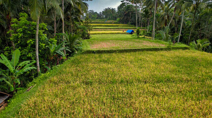 Aerial of Dense Landscape at Instagram Famous Destination, Tegalalang Rice Terraces