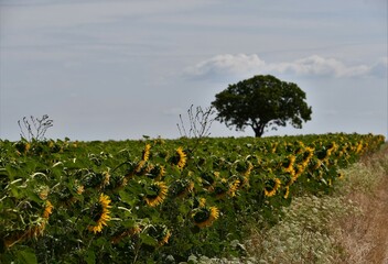 Sonnenblumenfeld mit einsamen Baum