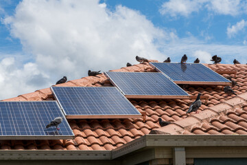 Solar panels on the roof of a house covered with pigeon droppings and roosting pigeons