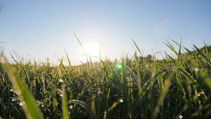 Shoots of green young wheat are covered with dew drops in rays of sun against sky. Dew drops of...
