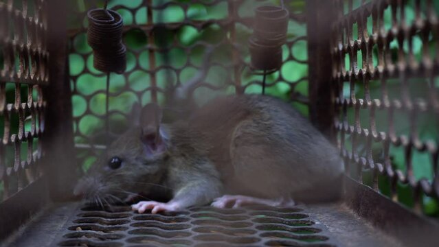 Furry rodent mouse caught in a rat trap 
