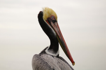 Pelican against gray sky close up 