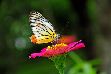 butterfly