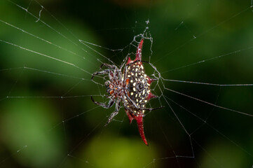 Longhorn Kitespider (Gasteracantha milvoides)