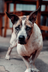 Portrait of Old Mixed Breed Street Dog With Stubby Legs