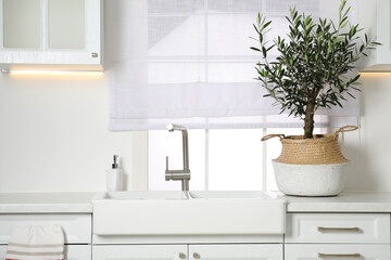 Fototapeta premium Beautiful potted olive tree on white countertop in stylish kitchen