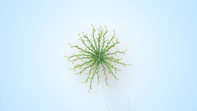 Lilium plant growing from a small plant to an adult. 3d rendering with alpha channel. Camera from a high angle