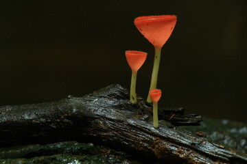 Fungi Cup Mushroom in deep forest macro style