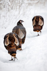 Three wild turkey walk in single file through a snow covered trail in a forest