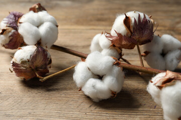 Dried cotton branch with fluffy flowers on wooden table, closeup