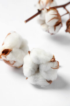 Beautiful cotton fluffy flowers on white background, closeup