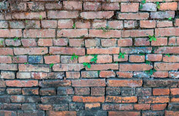 The red brick wall with the leaf on the wall for background.