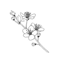 シンプルでリアルな線画の桜の花