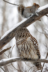 A barred owl stalks a squirrel in a winter forest scene