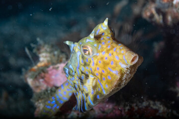 Longhorn cowfish or horned boxfish with blue dots