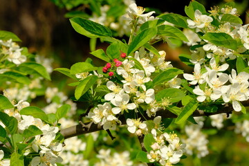 Chinese crab apple in full blooming