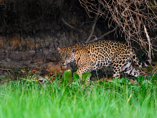 Fototapeta na wymiar Wild Jaguar walking on the grass in Pantanal, Brazil